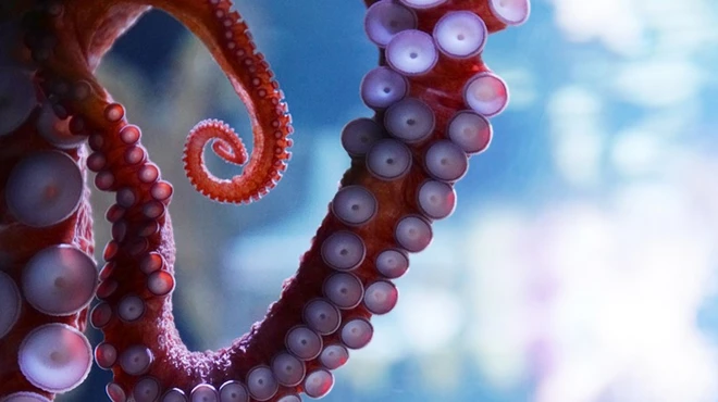 Close-up of an octopus tentacle.